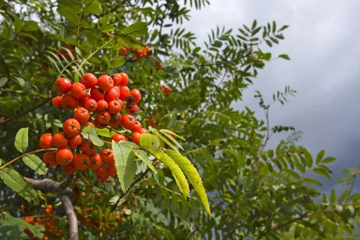 "Common Rowan Sorbus aucuparia - 7.5 L pot 80-100 cm image"
