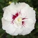 Hibiscus syriacus French Point - 12 L pot 80-100 cm