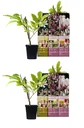 Flower-up 6er Set Magnolie 30-40 cm
