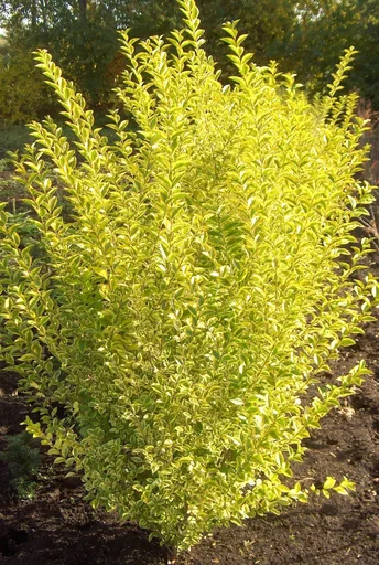 "Golden Privet Ligustrum ovalifolium Aureum - 12 L pot 100-125 cm image"