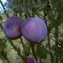Plum "Bühler Frühzwetsche" bush, in 10L container, sweet, juicy