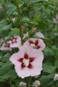 Hamabo Hibiscus syriacus - 7.5 L pot 70-80 cm