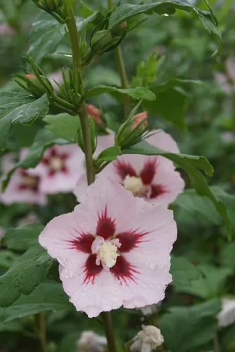 "Hamabo Hibiscus syriacus - 7.5 L pot 70-80 cm image"