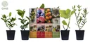 Flower-up set with 4 Mediterranean plants 25 - 40 cm