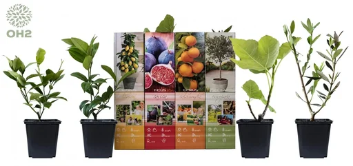 "Flower-up set with 4 Mediterranean plants 25 - 40 cm image"