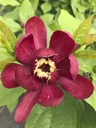 Spicebush Aphrodite - Calycanthus raulstonii - 7.5 L 60-80 cm