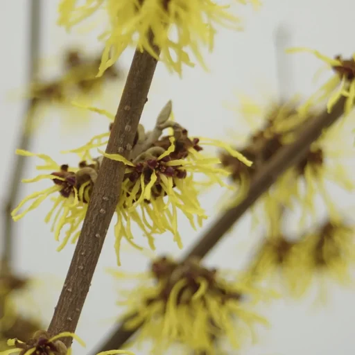 "Witch Hazel Westerstede - Hamamelis intermedia - 4 L pot 40-60 cm image"