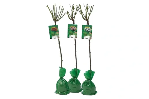 "Flower-up 3er-Set XXL Colourmix Starflowers 120-140cm image"