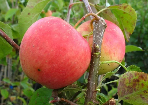"Apple "Pinova" half-standard, in a 10L container image"