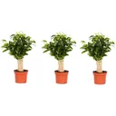 Blooming Ficus benjamina 'Natasja' with jute trunk - 3 pieces - 35-40 cm