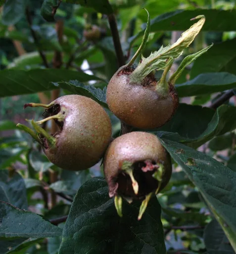 "Medlar "Nottingham", 10L-Container Quitte Unterlage image"