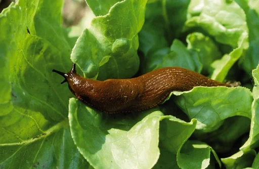 "Snail protection 8 meters copper tape image"