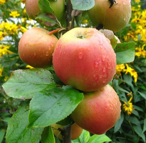 "Apple "Goldparmäne" spindle bush, in a 5L container image"