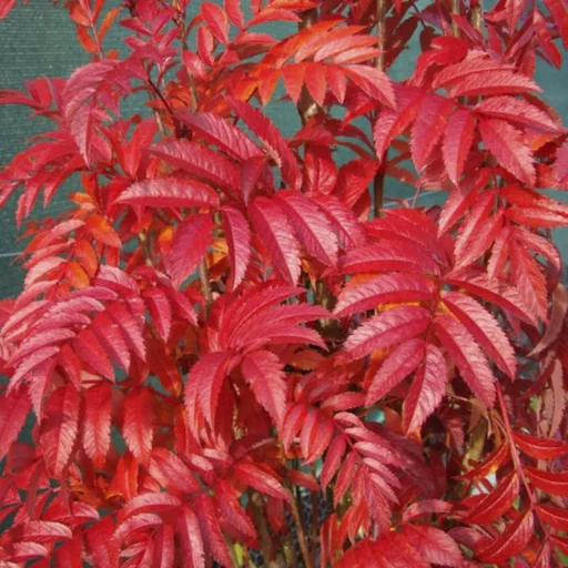 "Eberesche Autumn Spire -R- - Sorbus aucuparia - 7 L Topf 80-100 cm image"