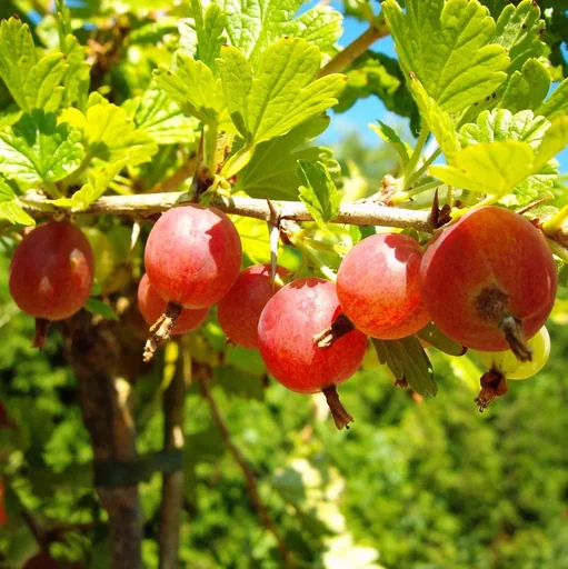 "Red gooseberry "Hinnonmäki" standard tree, in a 4L container image"