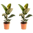 Flowering Rubber Tree - Ficus Elastica Robusta - Large - 50-60cm - 2 Plants