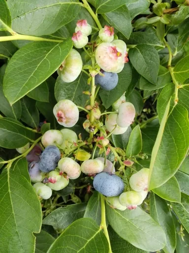 "Garden blueberry "Chandler", in a 3.5L container image"