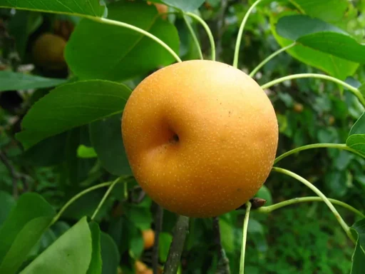 "Nashi pear "Kosui" bush, in a 10L container, very juicy, ripening in early September image"