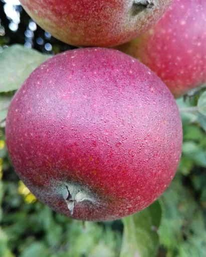 "Apple "Ingrid Marie" bush in a 10L container image"