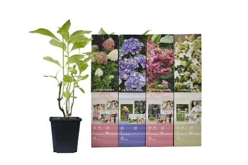 "Blooming set of 4 hydrangeas 30 - 40 cm image"