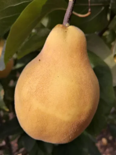 "Quince "Portuguese Pear Quince" bush, 10L container image"