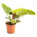 Blooming Philodendron Imperial Green Large - 50-60cm - 1 piece