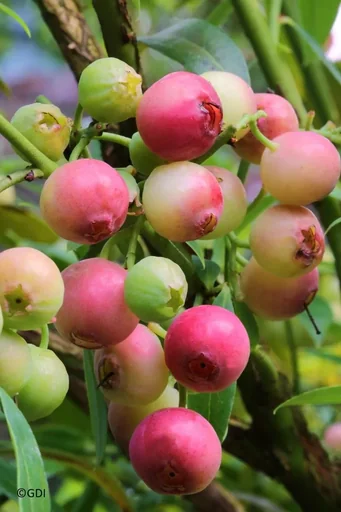 "Garden blueberry "Pink Lemonade", in a 3.5L container image"