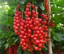 Red currant "Rovada" bush, in 5L container