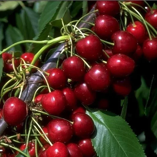 "Columnar cherry "Stella Compact", 7.5L container, juicy, very sweet image"