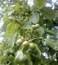 Walnut "Wonder of Monrepos", 7.5L container