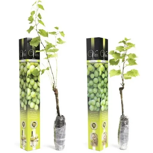 "Flower-up Grapevines - 2 pieces - White grapevine set (1x White 'Aurore', 1x White 'Sauvignon') image"