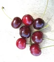 Sour cherry "Vowi -s- VF" bush, in 10L container, very juicy, high acidity