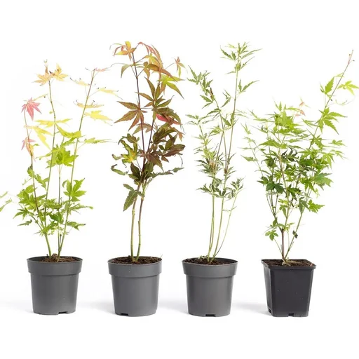 "Flowering Acer mixed set -of 4 Jap image"