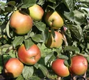 Columnar apple "Berbat", 7.5L container, juicy, sweet-sour taste