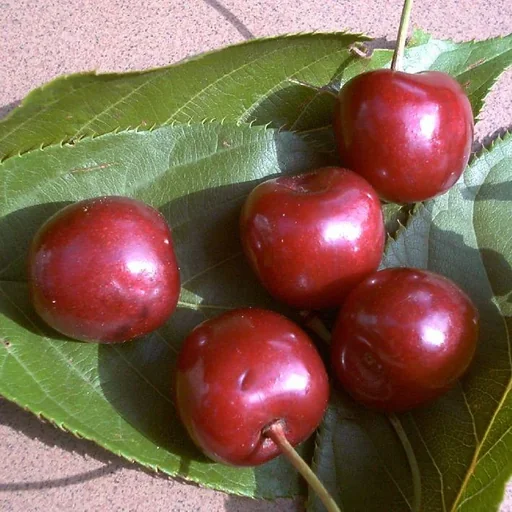 "Sweet cherry "Large Black Cartilage Cherry" bush, in 10L container, sweet and tasty image"