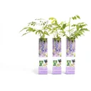 Flower-up Wisteria Plants - 3 Pieces - 30-38Cm