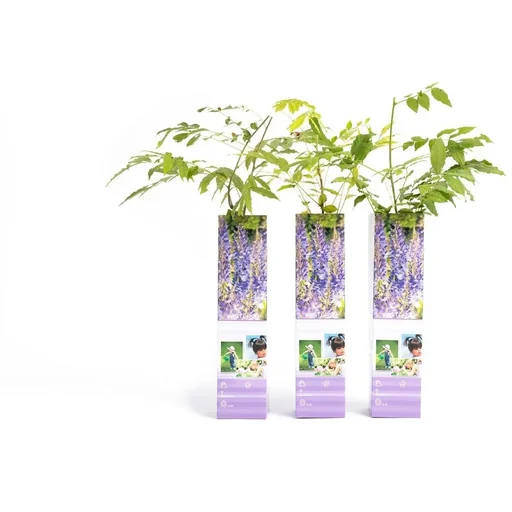 "Flower-up Wisteria Plants - 3 Pieces - 30-38Cm image"