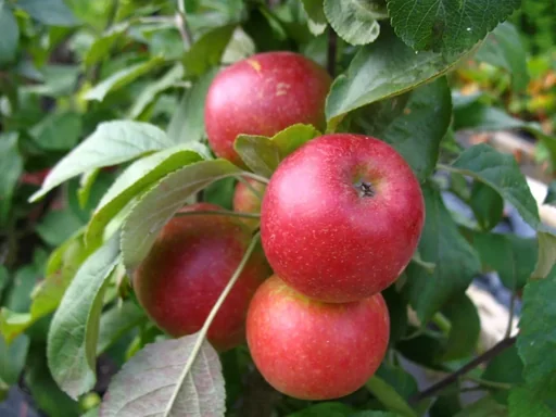 "Columnar apple "1a-plant Jarle", 7.5L container, crisp, juicy and aromatic image"