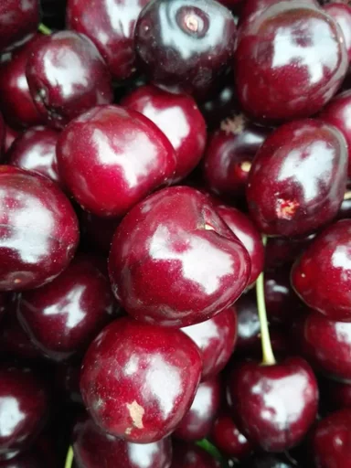 "Columnar cherry "Victoria", 7.5L container, dark, large, tasty fruits image"