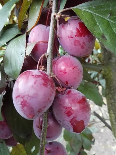 "Plum "Trailblazer" bush, in a 10L container, very frost-hardy, sweet, very juicy plum. High ornamental and useful value. image"