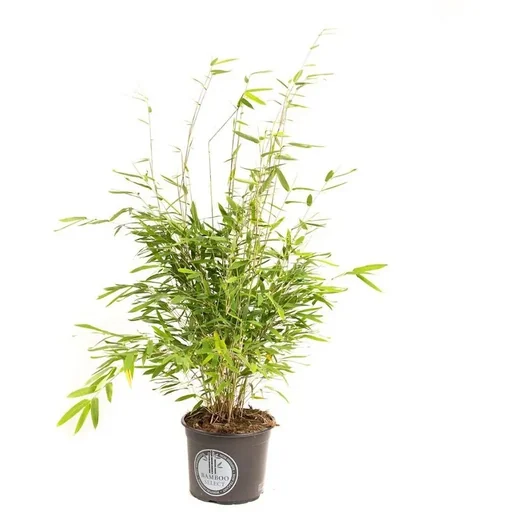 "Flower-up Bamboo "Non-rotting" Medium - Fargesia - 40-60cm - 1 piece image"