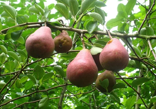 "Pear "Red Williams" half-standard, in a 10L container, full-juicy, melting, sweet-sour, aromatic image"