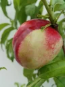 Apricot "Early Orange", 10L container, early ripening, good stone removal, healthy growth, sufficiently frost hardy