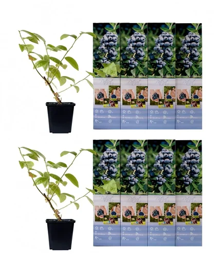 "Flower-up set of 8 blueberry plants 30-40 cm image"