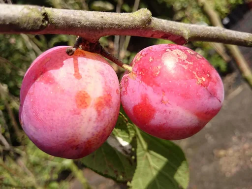 "Plum "Queen Victoria" half-standard, in a 10L container, honey-colored, juicy flesh image"