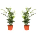 Flowering Mexican Mountain Palm - Chamaedorea Elegans - Large - 50-60cm - 2 Plants