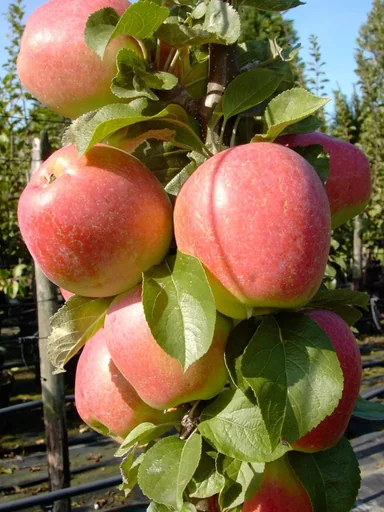 "Columnar apple "Golden Gate", 7.5L container, juicy, slightly sweet and sour image"