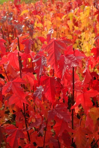 "Fire maple "Acer ginnala" - 12 L, 100 cm image"