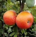 Apple "Alkmene" bush, in 10L container