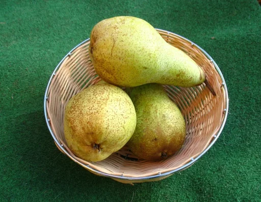 "Pear "Abate Fetel" bush, in a 10L container, mild, melting, fruity aroma image"
